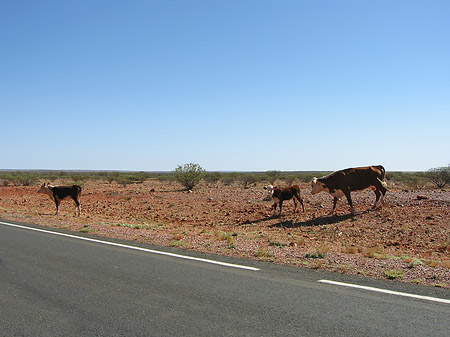 Tiere am Straßenrand - Nordterritorium