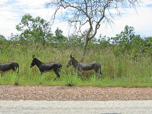 Fotos Tiere