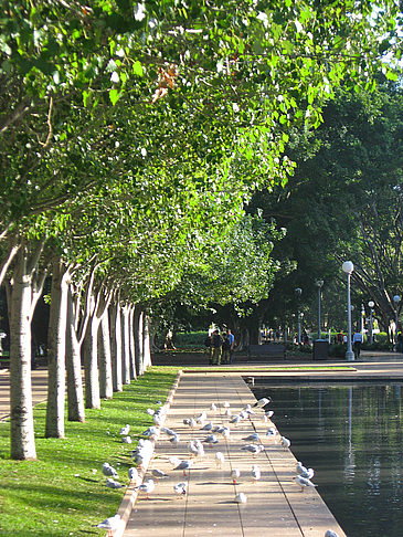  Impressionen von Citysam  von Australien Der Park lädt zum Flanieren ein